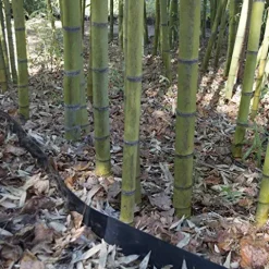 Bamboo Shield Bamboo Root Barrier/Water Barrier 200ft x 24in x 60mil Black