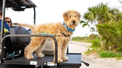 Buggies Unlimited Club Car Precedent Golf Cart Rear Flip Seat Kit Black