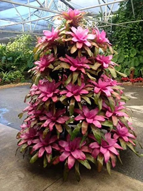 Creative Displays Inc Full Round Poinsettia Tree Rack Display 1056 Green 5.5 Ft