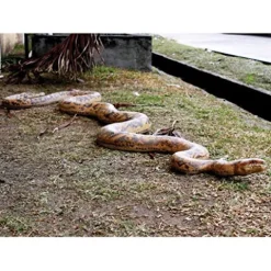 Design Toscano Giant Burmese Python Snake Statue Full Color