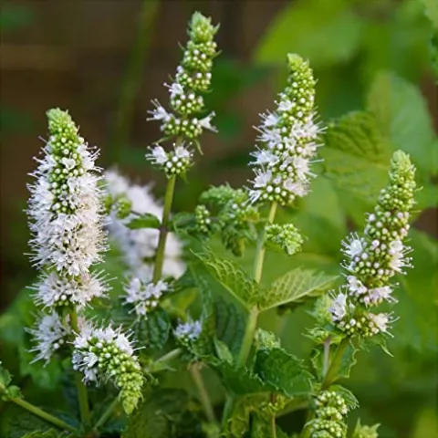 Everwilde Farms 1 lb Spearmint Herb Seeds Gold Vault