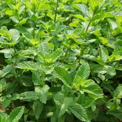Everwilde Farms 1 lb Spearmint Herb Seeds Gold Vault