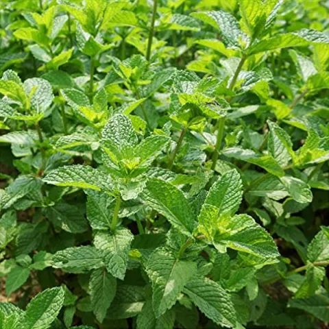 Everwilde Farms 1 lb Spearmint Herb Seeds Gold Vault