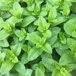 Everwilde Farms 1 lb Spearmint Herb Seeds Gold Vault