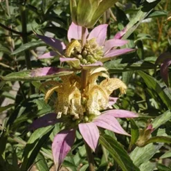 Everwilde Farms 1 Lb Spotted Bee Balm Native Wildflower Seeds Gold Vault