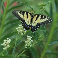 Everwilde Farms 1 Lb Whorled Milkweed Native Wildflower Seeds Gold Vault