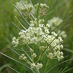 Everwilde Farms 1 Lb Whorled Milkweed Native Wildflower Seeds Gold Vault