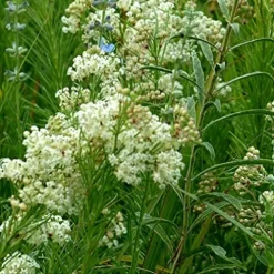 Everwilde Farms 1 Lb Whorled Milkweed Native Wildflower Seeds Gold Vault