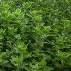 Everwilde Farms Organic Greek Oregano Herb Seeds – 1 Lb Gold Vault Packet