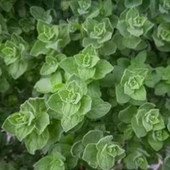 Everwilde Farms Organic Greek Oregano Herb Seeds – 1 Lb Gold Vault Packet