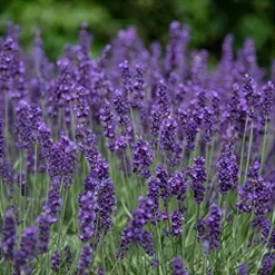 Everwilde Farms Organic Vera Lavender Herb Seeds Gold Vault Packet 1 Lb