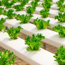 Farm Plastic Supply Clear Greenhouse Plastic Sheeting 8 mil 50′ x 70′ White