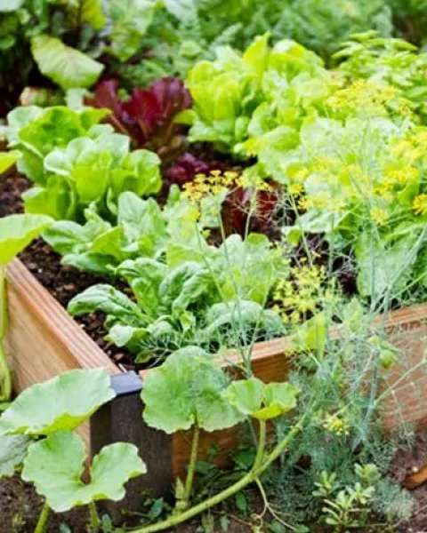 Farm Plastic Supply String Reinforced Silage Cover Black/White 6 Mil 52′ x 50′ Heavy Duty Polyethylene