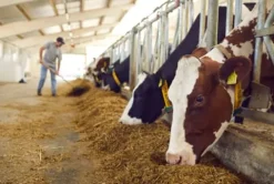 Farm Plastic Supply String Reinforced Silage Cover Black/White 6 Mil 66′ x 50′