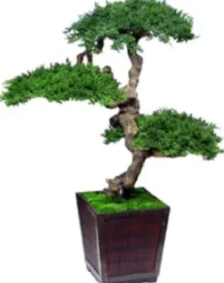 Forever Green Art 4 ft. Monterey Bonsai Green