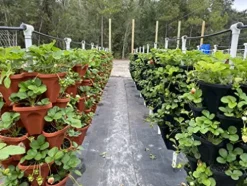 Generic U-Pick Garden Vertical Planters Black