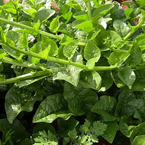 Kitazawa Seed Company Malabar Spinach Seeds Green Vines Supreme 5 Lb Non-GMO Heirloom