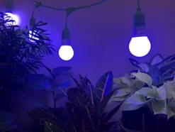 Miracle LED Plant Survival Indoor Grow Light Kit – 4 Multi-Plant Blue Spectrum Bulbs & 4-Socket Fixture with Timer Blue Spectrum