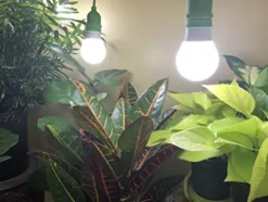 Miracle LED Smokephonics Powervine Indoor Grow Light Kit with Multi-Spectrum Bulbs