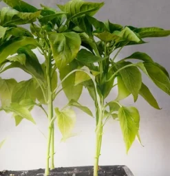 Miracle LED Smokephonics Indoor Grow Light Kit – Double Plant Yield, Full Spectrum 150W Bulbs & 4-Socket Fixture with Timer (6-Pack)