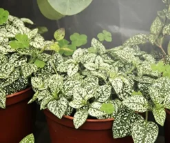 Miracle LED Smokephonics Indoor Grow Light Kit – Double Plant Yield, Full Spectrum 150W Bulbs & 4-Socket Fixture with Timer (6-Pack)