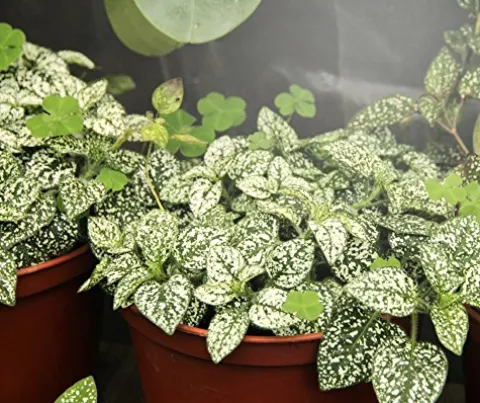 Miracle LED Smokephonics Indoor Grow Light Kit – Double Plant Yield – Full Spectrum 150W Replacement Bulbs with 4-Socket Fixture & Timer (8-Pack)