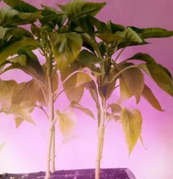 Miracle LED Smokephonics Indoor Grow Light Kit 150W Red & Blue Spectrum