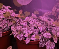 Miracle LED Smokephonics Indoor Grow Light Kit – 150W Red & Blue Spectrum