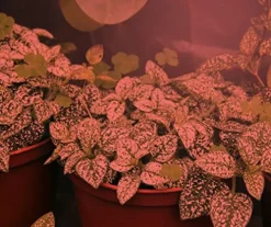 Miracle LED Under The Canopy Indoor Grow Light Kit 150W Replacement Red Spectrum