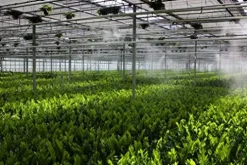Mistcooling Automatic Greenhouse Humidification System with Humidity Controller 150 Ft – 15 Nozzles