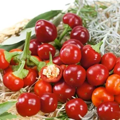 Mountain Valley Hybrid Seeds Cherry Mini Hot F1 Hybrid Hot Pepper Seeds Non-GMO 4 Oz