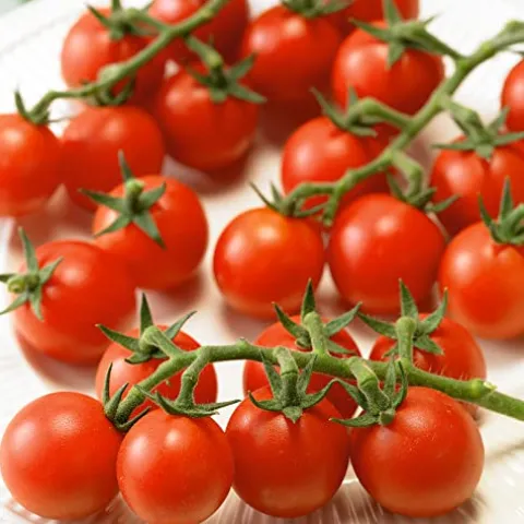 Mountain Valley Hybrid Seeds Ladybug Imp. F1 Hybrid Tomato Seeds Non-GMO 4 Oz