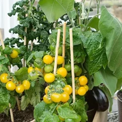 Mountain Valley Hybrid Seeds Patio Choice Yellow F1 Hybrid Tomato Seeds Non-GMO 4 Oz