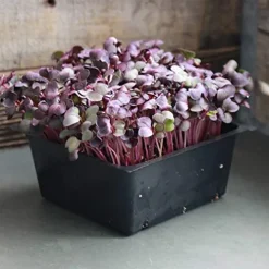 Mountain Valley Seed Company Organic Red Vulcano Radish Seeds 25 Lb Bulk Non-GMO Heirloom Red Rose