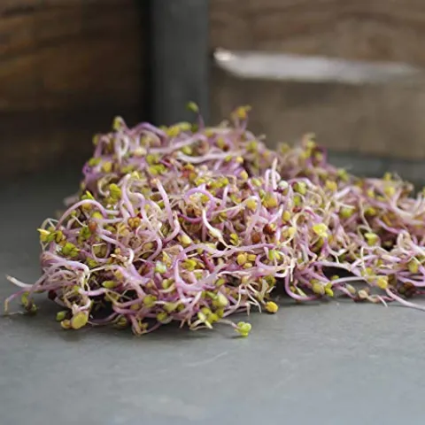 Mountain Valley Seed Company Organic Red Vulcano Radish Seeds 25 Lb Bulk Non-GMO Heirloom Red Rose