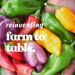 Mountain Valley Seed Company Golden Treasure Hot Pepper Seeds – Non-GMO, F1 Hybrid, 1 lb