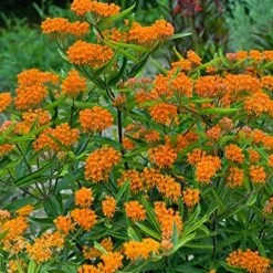 Mountain Valley Seed Company Asclepias Butterfly Milkweed Flower Garden Seeds 1 Lb Bulk Orange