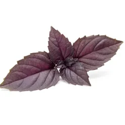 Mountain Valley Seed Company Organic Basil Herb Garden Seeds Red Rubin 5 Lb Bulk Non-GMO