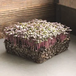 Mountain Valley Seed Company Organic Basil Herb Garden Seeds Red Rubin 5 Lb Bulk Non-GMO