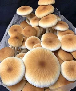 MushroomMediaOnline Unicorn Bag 3T for Mushroom Growers 1000 Count Clear