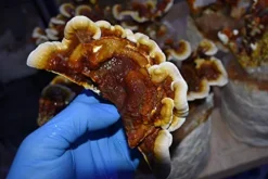 MushroomMediaOnline Unicorn Bag 10T for Mushroom Growers 1000 Count Clear