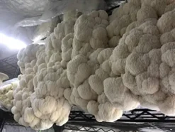 MushroomMediaOnline Unicorn Bag XLS-A for Mushroom Growers 1000 Count Clear