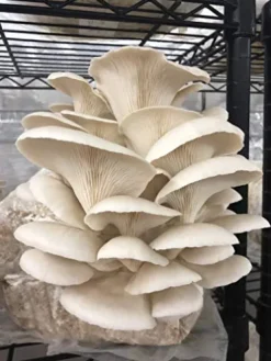 MushroomMediaOnline Unicorn Bag XLS-A for Mushroom Growers 1000 Count Clear