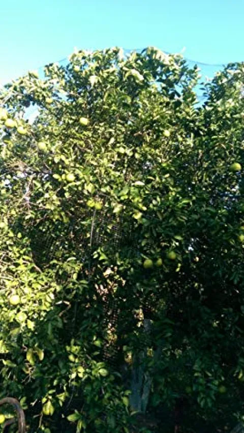 OldMacDonald Professional Grade Bird Netting 14ft x 4920ft Black