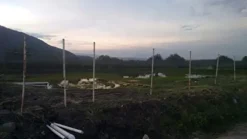 OldMacDonald Professional Grade Bird Netting 14ft x 4920ft Black