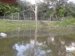 OldMacDonald Professional Grade Bird Netting 14ft x 4920ft Black