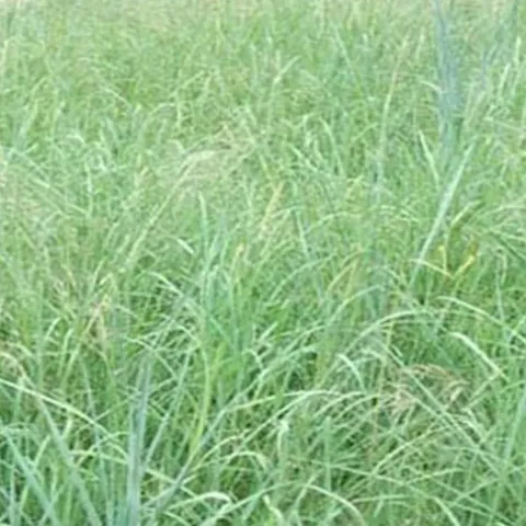 Outsidepride Southwest Native Grass Seed Mix 25 lbs Green