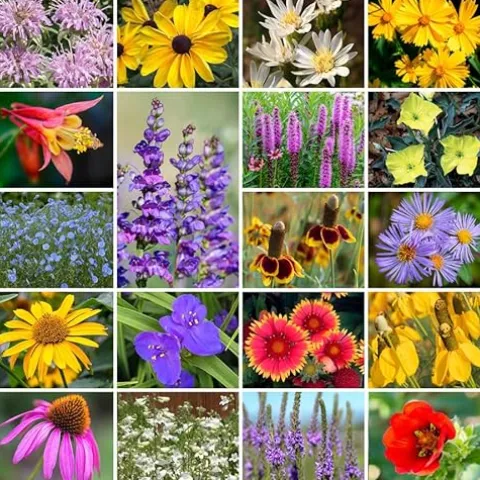 Park Seed Native Perennial Mix Wildflower Garden Seeds 50 lbs