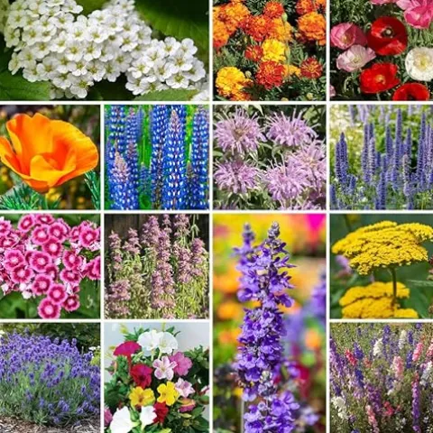 Park Seed Vibrant Annual and Perennial Wildflower Garden Seed Mixture 50 lbs Deer Resistant Mix