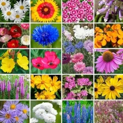 Park Seed Vibrant Annual and Perennial Wildflower Garden Seeds Northeast Regional Mix 25 lbs